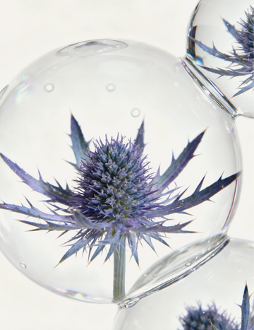 Macro image of botanical thistle suspended within clear, glossy serum spheres, illustrating Gardeny’s Cellbiome Plus complex. The visual represents marine algae and fruit-derived exosomes that enhance absorption, reinforce the moisture barrier, improve radiance, and support smoother, more even-toned skin within Gardeny’s plant-based PDRN routine.