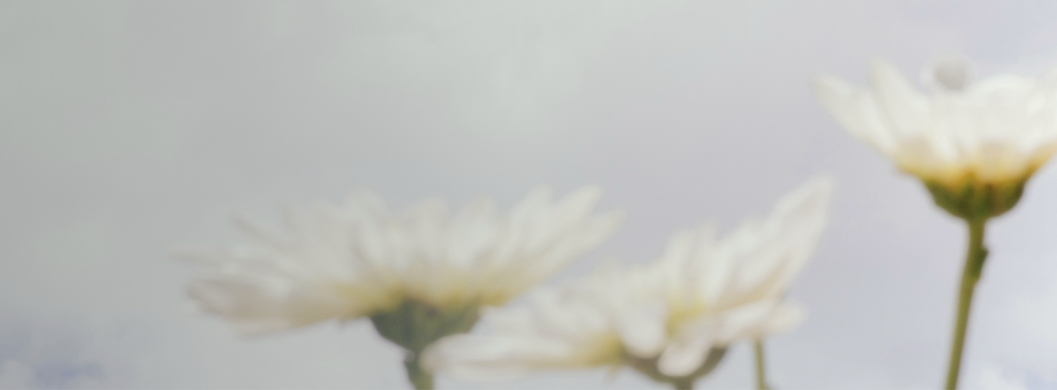 Soft-focus beige and white floral background with the text ‘Inspired by flowers, we create skincare that feels effortless, gentle, and true to you.’ Conveys Gardeny’s Korean plant-based PDRN philosophy, emphasizing lightweight hydration, soothing routines, and clean floral skincare for first-time PDRN users.