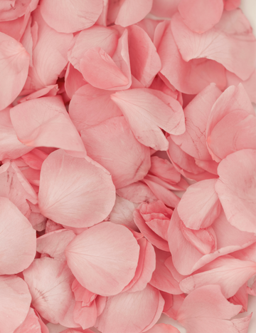 A full frame of soft pink rose petals symbolizing the rose-powered care behind Gardeny’s PDRN products. The visual highlights the calming, hydrating, and radiance-boosting qualities of Rose PDRN, reinforcing the gentle, skin-first philosophy behind the flower-powered Korean skincare identity rooted in plant-based PDRN hydration, gentle formulas, and calming botanical rituals.
