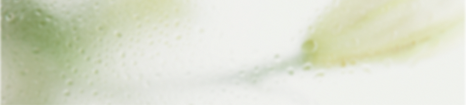 Soft, blurred green and white botanical tones create a calming background that evokes morning dew and the start of a fresh skincare ritual. Centered text reading “Your garden begins here” expresses Gardeny’s nature-inspired philosophy, symbolizing the beginning of a gentle routine powered by plant-based Rose PDRN and hydrating formulas that refresh, soothe, and restore the skin.